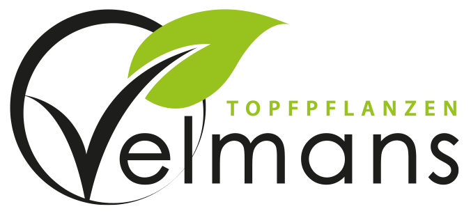 Logo Velmans freigestellt